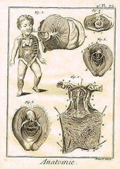 Diderot Anatomie