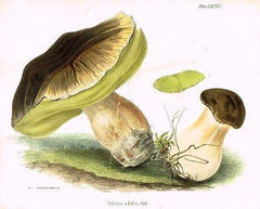 Miscellaneous Mushrooms
