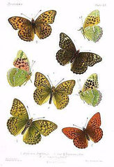 Lang&#39;s Butterflies
