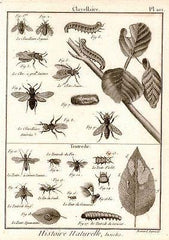 Bernard Direxit - Insect Prints