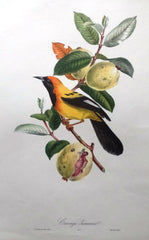 20th Century Bird Prints