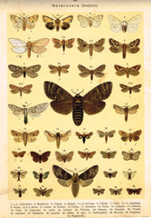 Antique Insect Prints