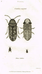 Shaw&#39;s Insect Zoology