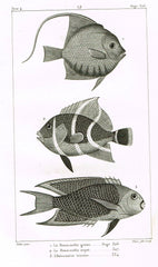 Fish &amp; Shell Prints