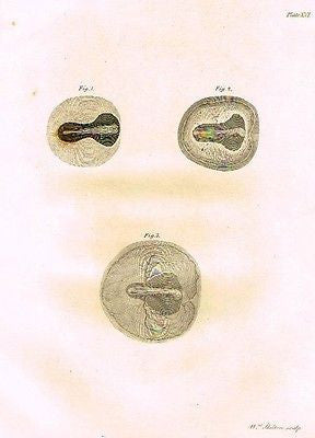 EMBRYOS IN CHICK EGGS from Palmer's "Works of John Hunter" -1837