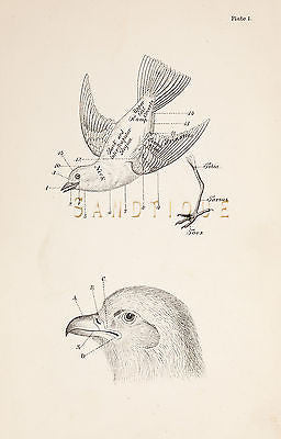 Warren's "Birds of Pennsylvania" - "PARTS OF A BIRD" - Chromo - 1888