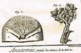 Diderot's - ANATOMIE, DETAILS DES ARTERES DE LA POITRINE - c1750