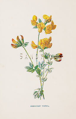 Edward Hulme's Flowers - Colored Litho -1902- BIRD'S FOOT TREFOIL