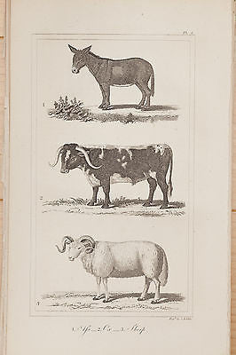 Goldsmith's "History of the Earth" - ASS, OX & SHEEP - Steel Engraving -1850