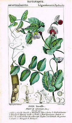 Turpin's Botanical Prints - "POIS  & PISUM" - Hand-Colored Engraving - 1837