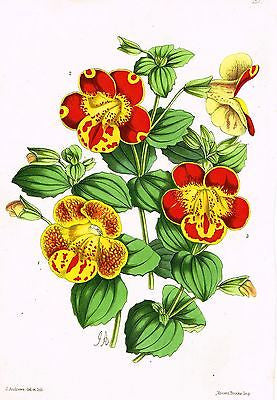 Andrew's "The Floral Magazine - "PLATE 157" - Hand Colored Litho - 1867