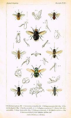  ANTIQUE INSECT PRINT