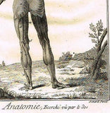 Diderot's Enclyclopedie - ANATOMIE, ECORCHE VU PAR LE DOS (MUSCLES) - c1750