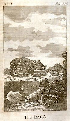 Sandtique Antique Animal Print