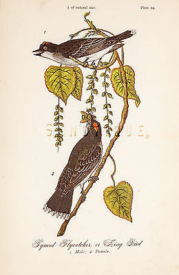 Warren's "Birds of Pennsylvania" - "TYRANT FLYCATCHER" - Chromo -1888