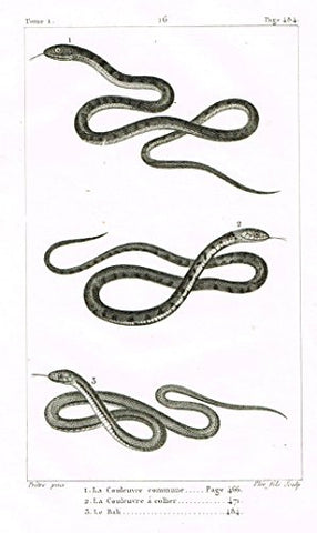 De Lacepede's L'histoire Naturelle - LA COULEUVRE COMMUNE SNAKE - Copper Engraving - 1825