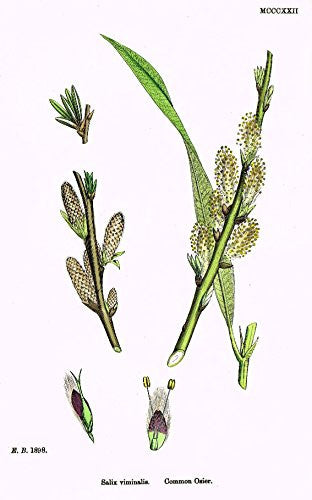Sowerby's English Botany - "COMMON OSIER" - Hand-Colored Litho - 1873