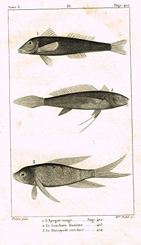 De Lacepede's L'Histoire Naturelle - L' APOGON - Copper Engraving - 1825