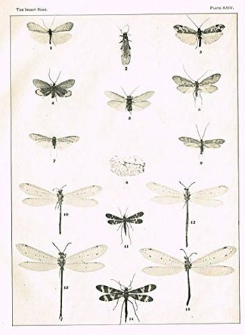 Howard's The Insect Book - NEUROPTEROID INSECTS - PLATE XXIV - Lithograph - 1902