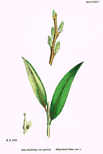 Sowerby's English Botany - "SILKY LEAVED OSIER" - Hand-Colored Litho - 1873