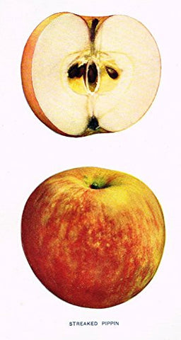 Beach's Apples of New York - "STREAKED PIPPIN" - Lithograph - 1905