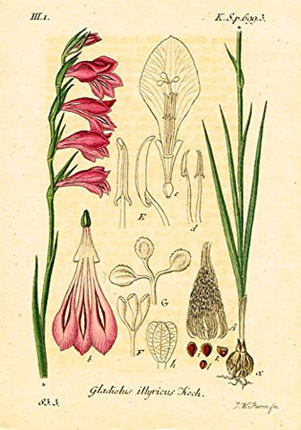 Strum's Flowers - "GLADIOLUS ILLURICUS KOCH" - Miniature Hand-Colored Engraving - 1841