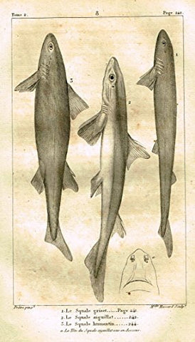 De Lacepede's L'Histoire Naturelle - GILLED SHARK - Copper Engraving - 1825