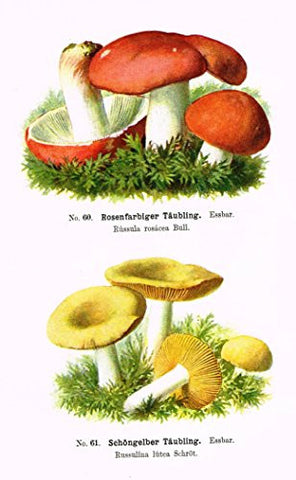Schmalfub's Mushrooms - ROSENFARBIGER TAUBLING - Coloured Lithograph - 1897