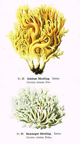 Schmalfub's Mushrooms - SCHONER HANDLING - Coloured Lithograph - 1897