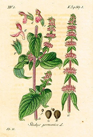 Strum's Flowers - "STACHYS GERMANICA" - Miniature Hand-Colored Engraving - 1841
