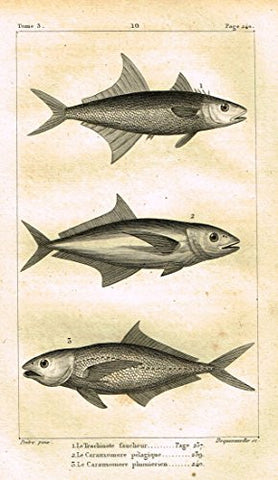 De Lacepede's L'Histoire Naturelle - LE TRACHINOTE - Copper Engraving - 1825