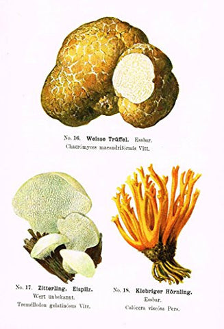 Schmalfub's Mushrooms - WEISSE TRUFFEL - Coloured Lithograph - 1897