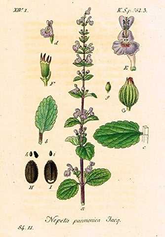 Strum's Flowers - "NEPETA PANNONICA" - Miniature Hand-Colored Engraving - 1841