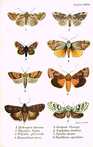 Kirby's Butterfies & Moths - "HABROSYNE - Plate CXXVII" - Chromolithogrpah - 1896