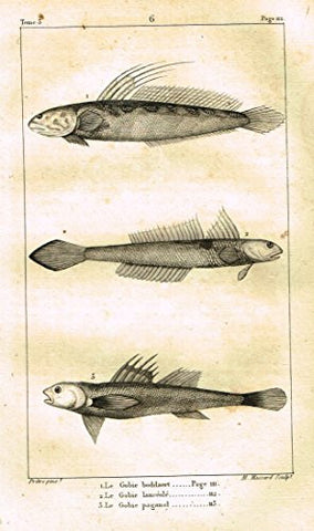 De Lacepede's L'Histoire Naturelle - LE GOBIE - Copper Engraving - 1825