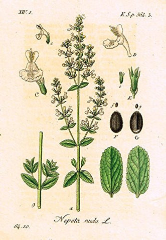 Strum's Flowers - "NEPETA NUDA" - Miniature Hand-Colored Engraving - 1841