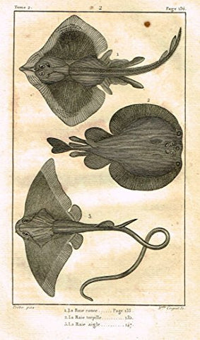 De Lacepede's L'Histoire Naturelle - TORPEDO RAY - Copper Engraving - 1825
