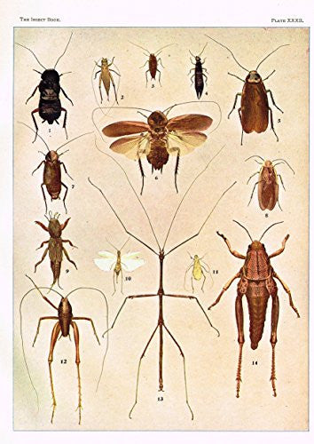 Howard's The Insect Book - MISCELLANEOUS OTHOPTERA - Lithograph - 1902