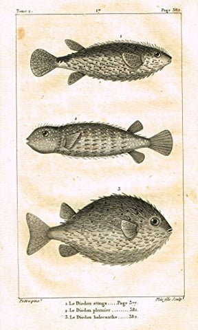De Lacepede's L'Histoire Naturelle - LE DIODON - Copper Engraving - 1825