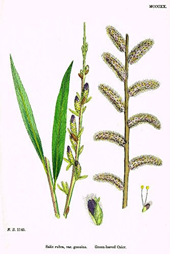 Sowerby's English Botany - "GREEN LEAVED OSIER" - Hand-Colored Litho - 1873