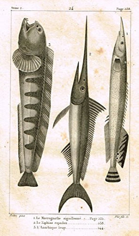De Lacepede's L'Histoire Naturelle - SWORD FISH - Copper Engraving - 1825