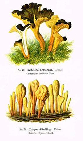 Schmalfub's Mushrooms - GELBLICHE KRATERELLE - Coloured Lithograph - 1897