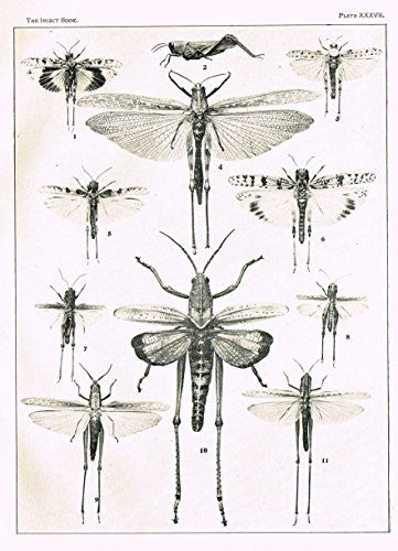 Howard's The Insect Book - SHORT-HORNED GRASSHOPPERS - PLATE XXXVII - Lithograph - 1902