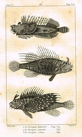 De Lacepede's L'Histoire Naturelle - LE SCORPENE - Copper Engraving - 1825