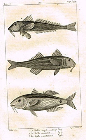 De Lacepede's L'Histoire Naturelle - LE MULLE - 3 KINDS - Copper Engraving - 1825