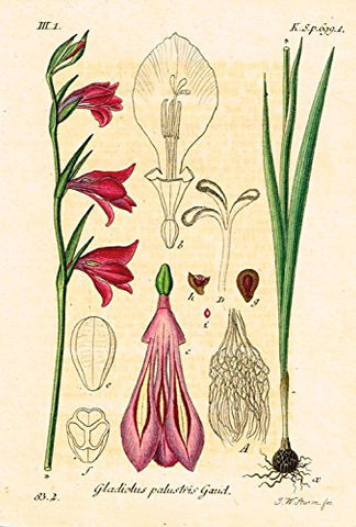 Strum's Flowers - "GLADIOLUS PALUSTRIS GAUD" - Miniature Hand-Colored Engraving - 1841