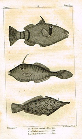 De Lacepede's L'Histoire Naturelle - LE BALISTE - (3 SPECIES) - Copper Engraving - 1825
