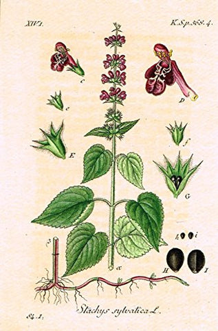 Strum's Flowers - "STACHYS SYLVATICA" - Miniature Hand-Colored Engraving - 1841