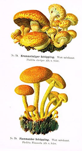Schmalfub's Mushrooms - KRUMMSTIELIGER SCHUPPLING - Coloured Lithograph - 1897