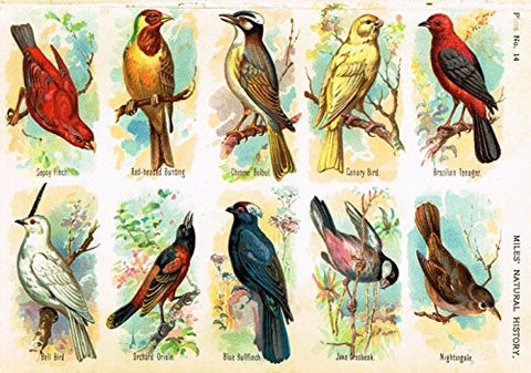 Miles's Natural History - "Canary, Tanager, Oriole, Grosbeak" - Chromolithograph - 1895